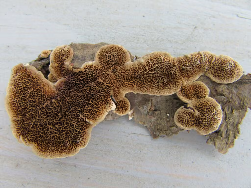 Trichaptum subchartaceum, photo 3 of 5
