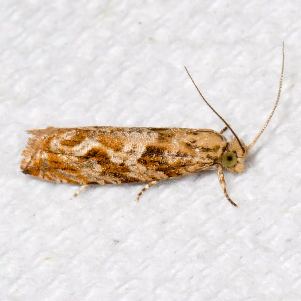 Mottled Marble, Adult
