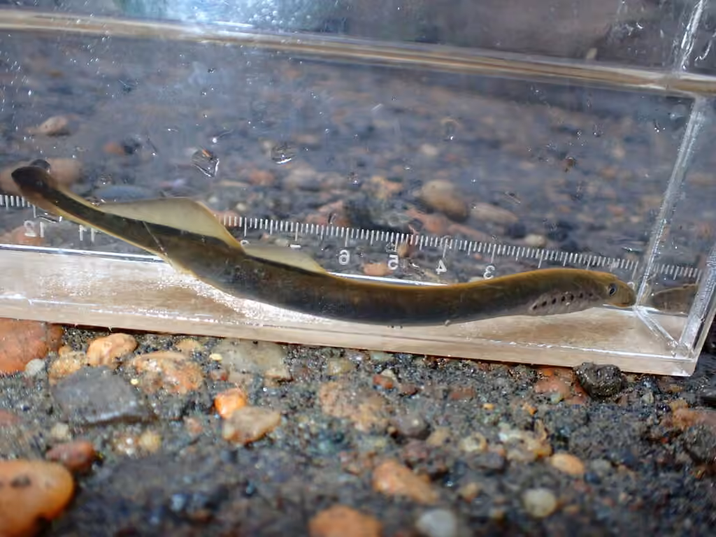 American Brook Lamprey