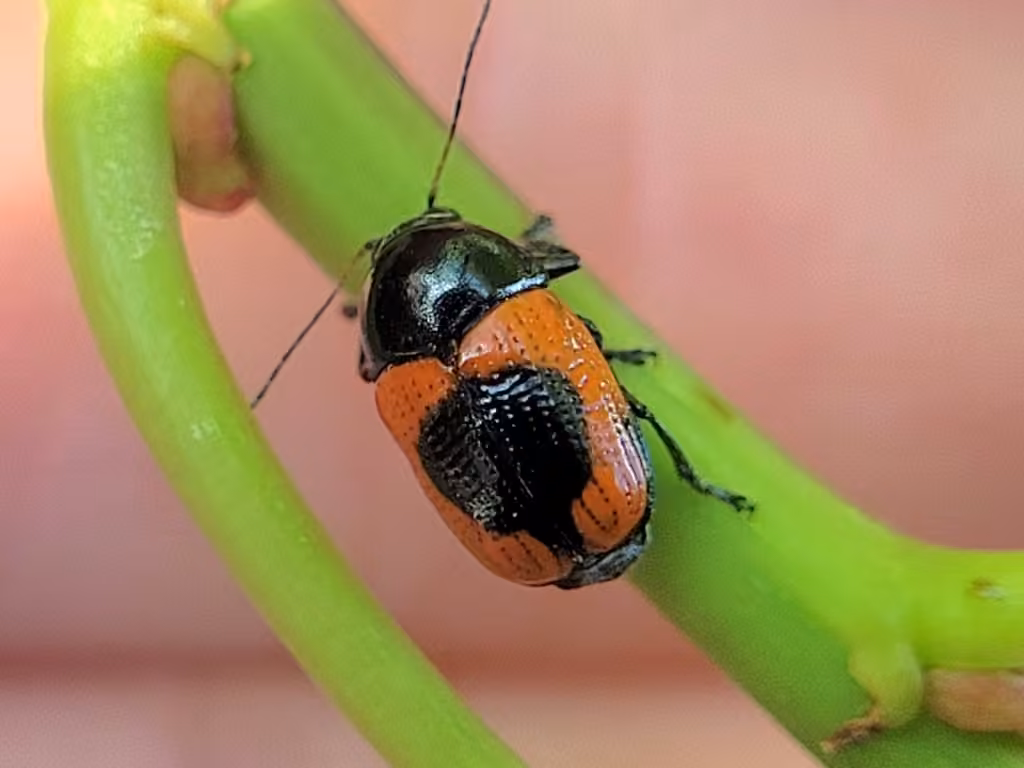 Cryptocéphale accentué, photo 3 sur 5