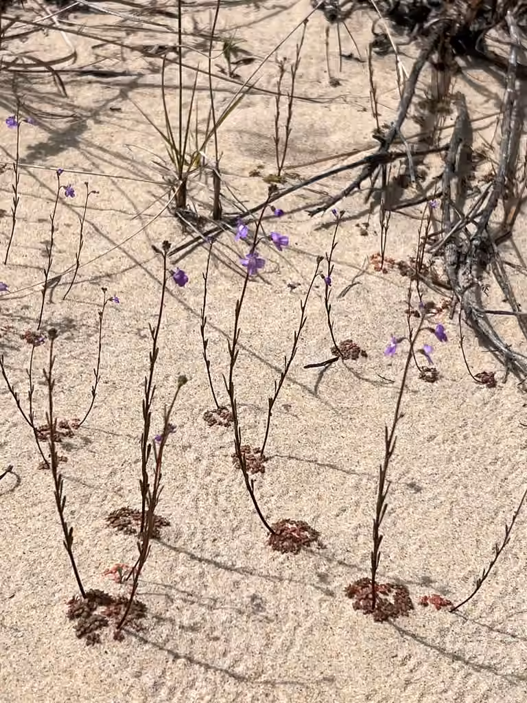 Linaire du Canada, En fleurs