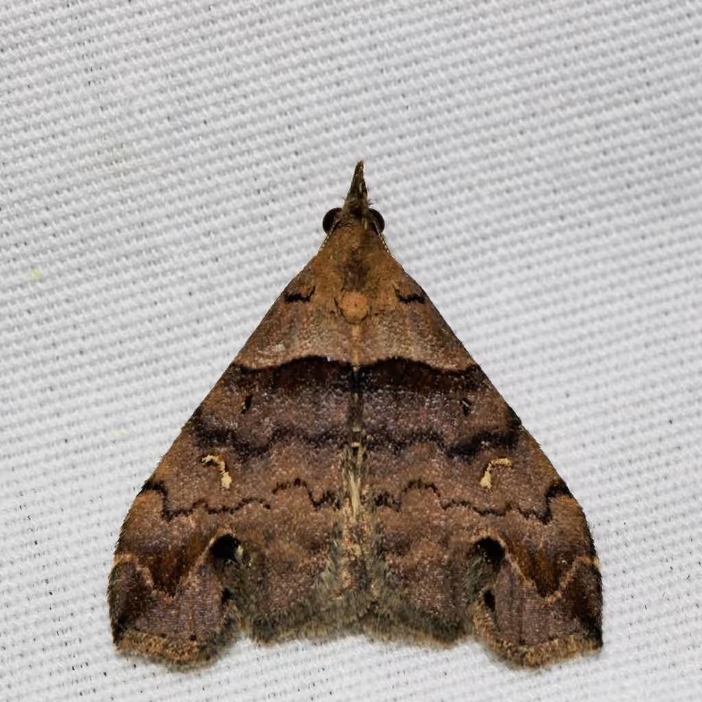 Ambiguous Moth, Male