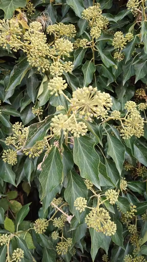 English ivy, In fruit