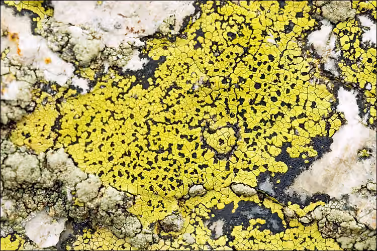 Lichen géographique