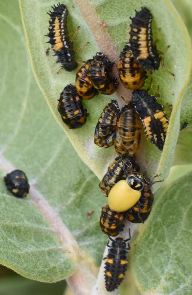 Convergent Lady Beetle, Pupa