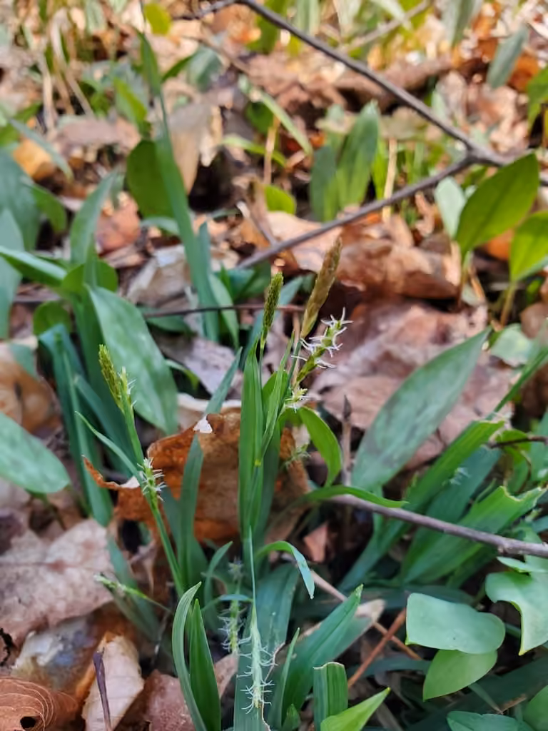 Carex à tiges faibles, En fleurs