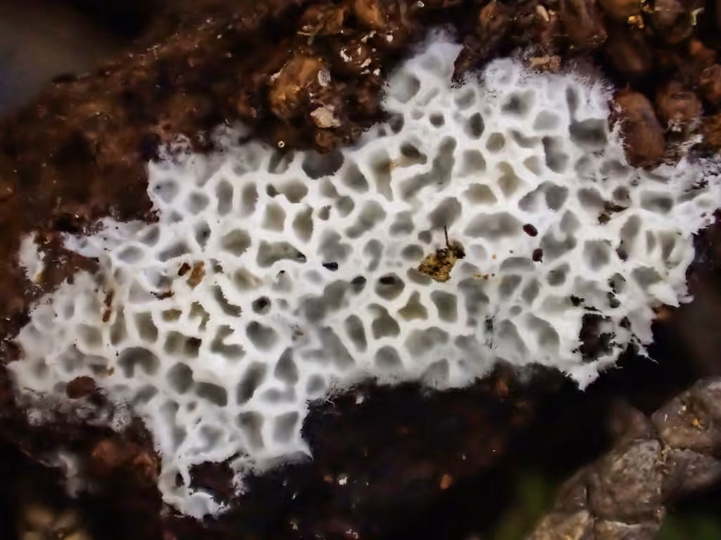 Ceriporia reticulata, photo 3 sur 5