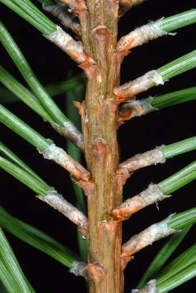 Pin sylvestre, photo 2 sur 5