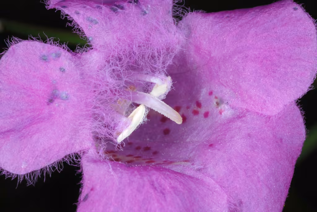 Purple false foxglove, In flower