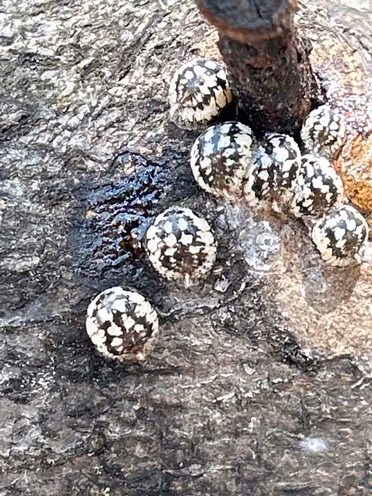 calico scale