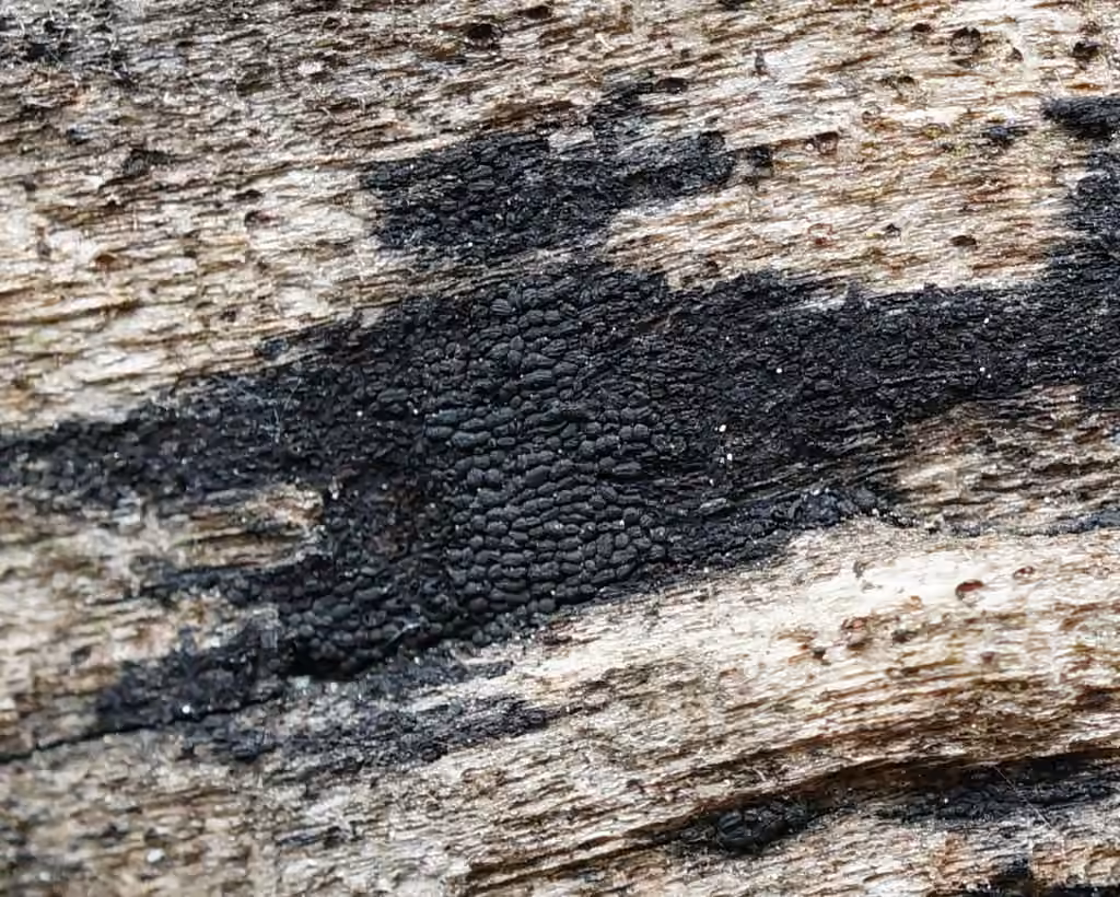 Anteaglonium globosum, photo 3 sur 5