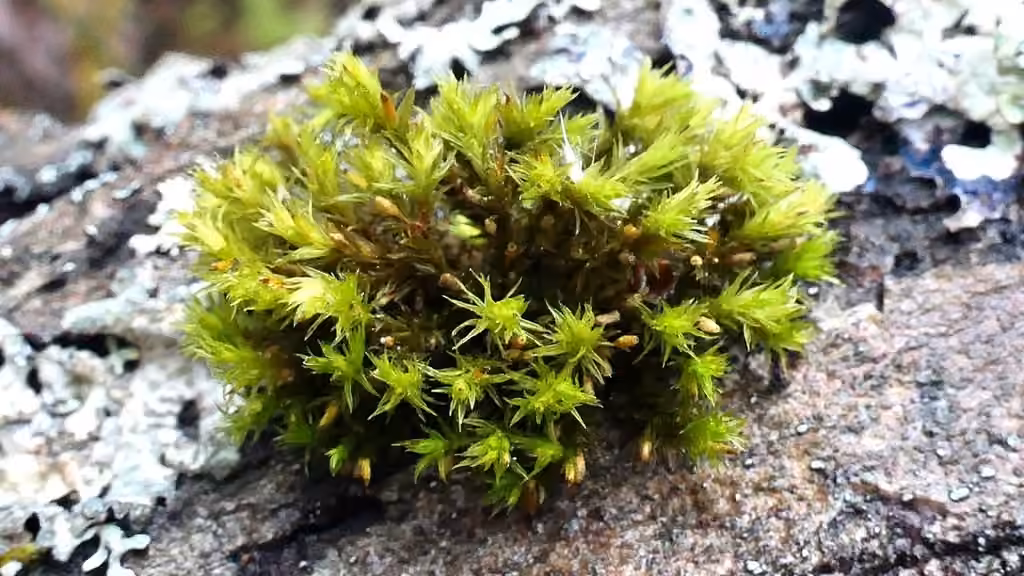 Elegant bristle moss, photo 1 of 5