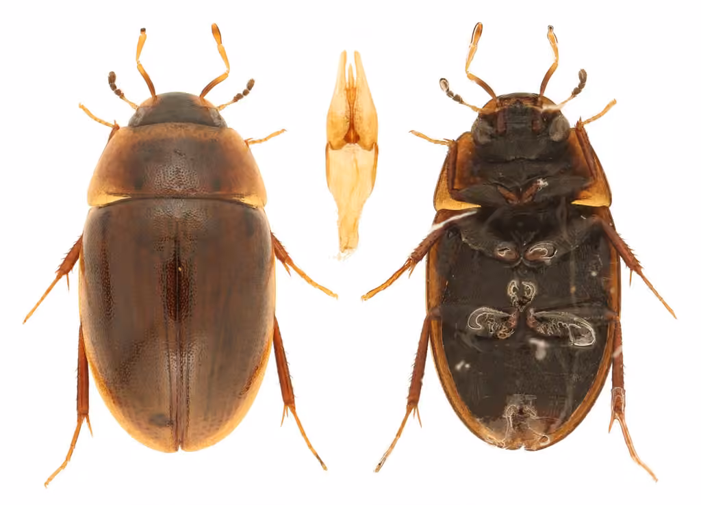 Ochre Water Scavenger Beetle, Male