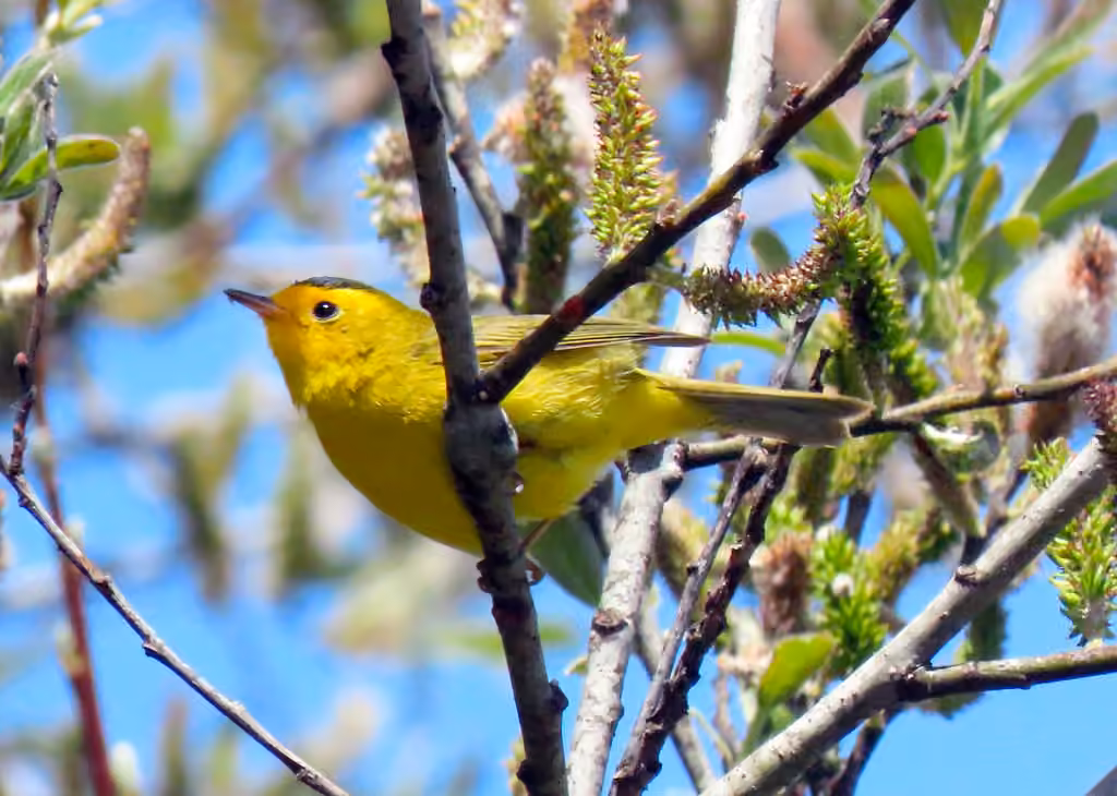 Wilson's Warbler, Male