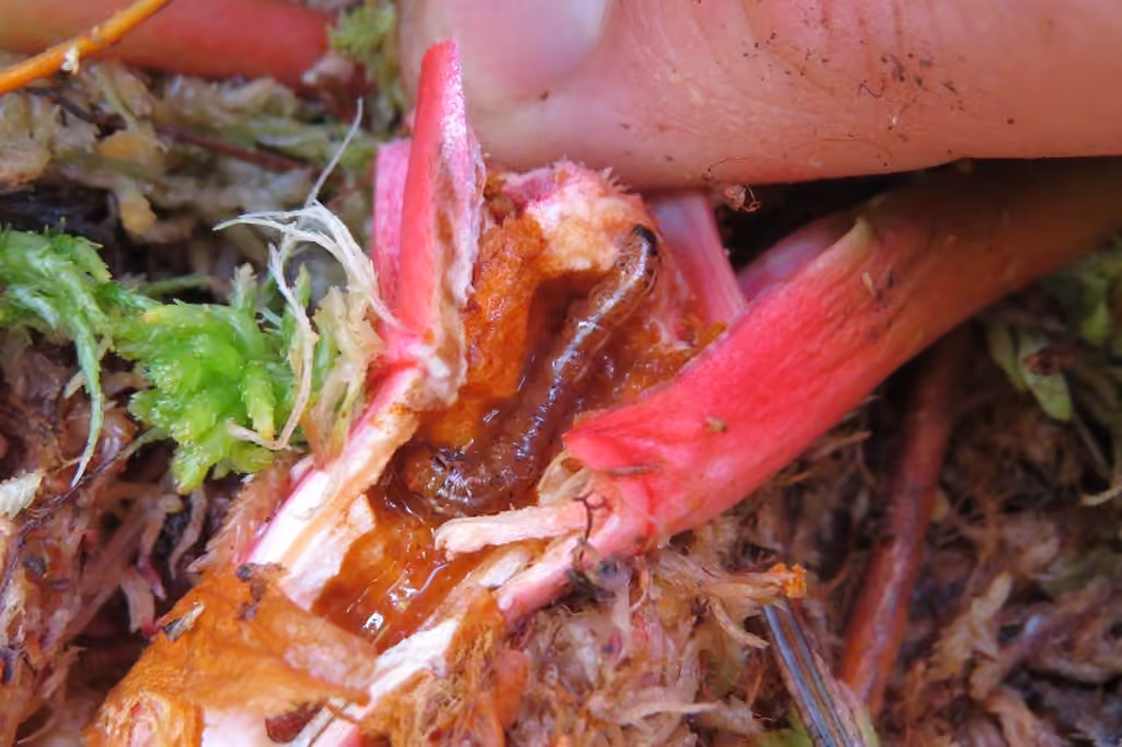 Pitcher Plant Borer Moth, Chenille