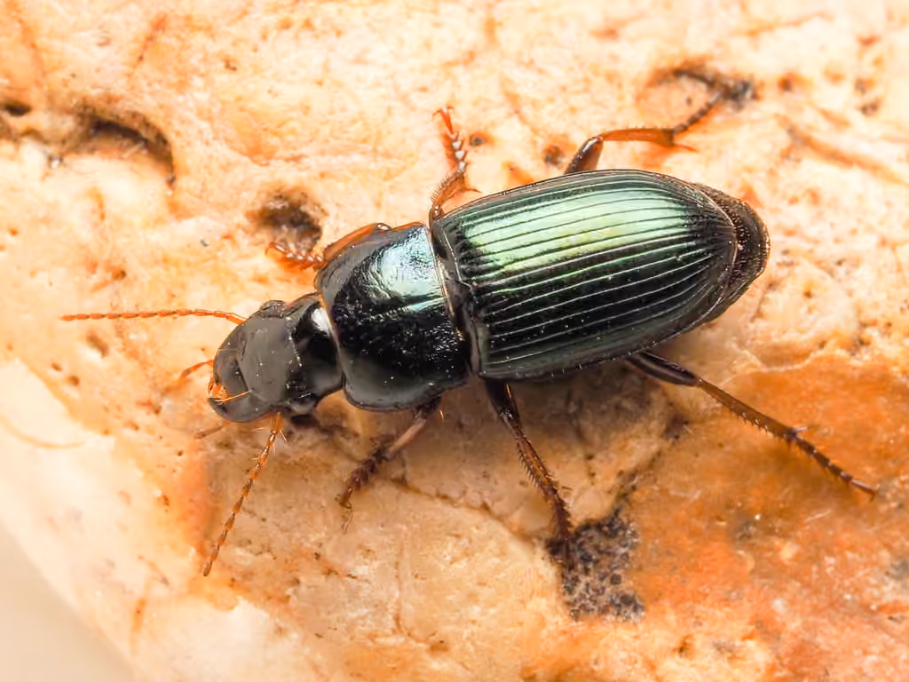 Red-legged harp ground beetle, photo 1 of 5