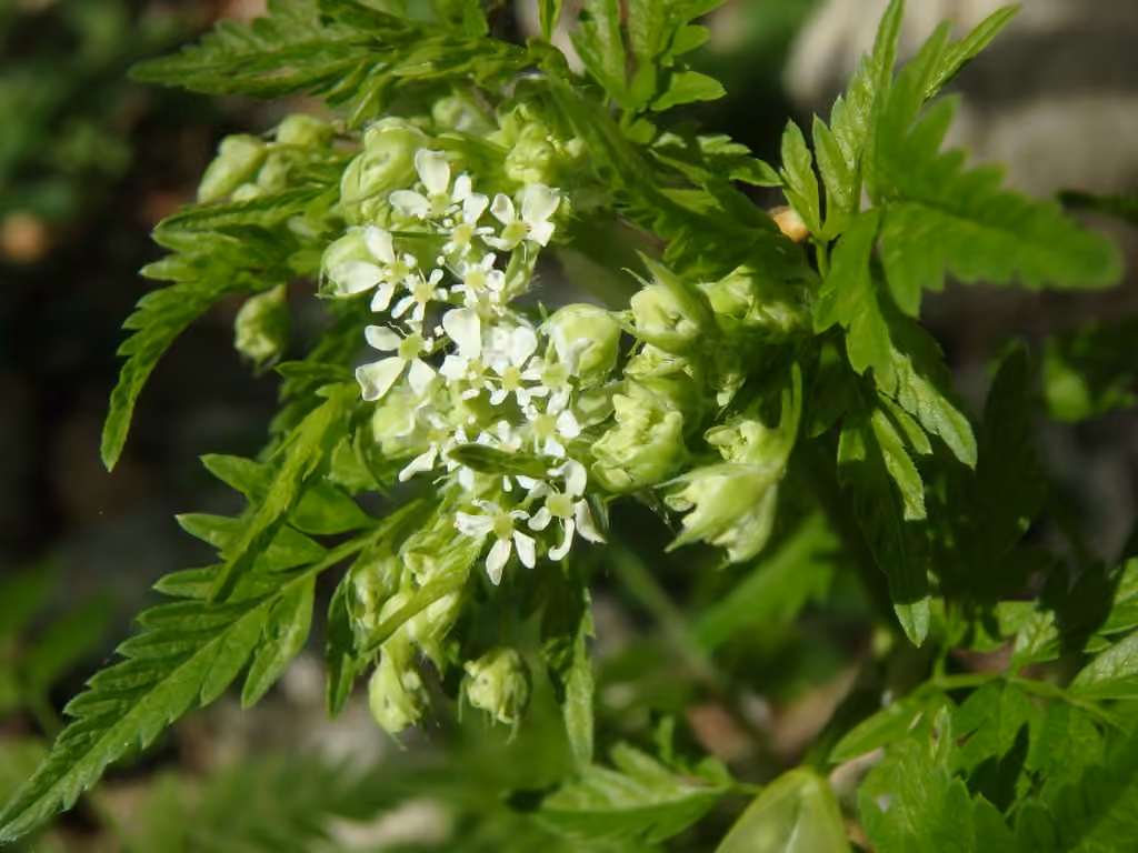 Cerfeuil cultivé, photo 1 sur 5