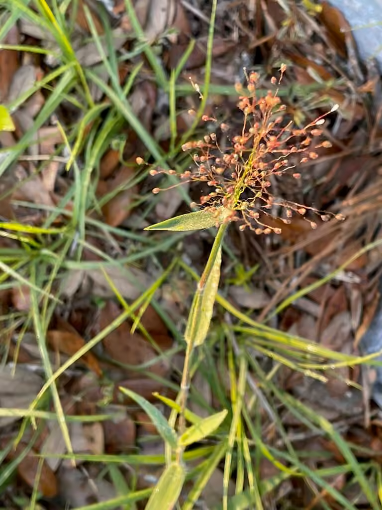 Hairy panic grass, In flower