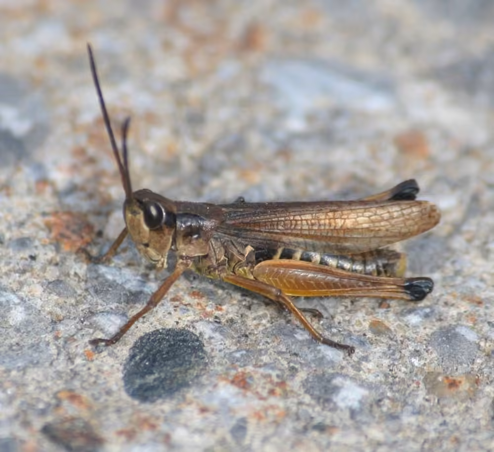 Marsh meadow grasshopper, Male