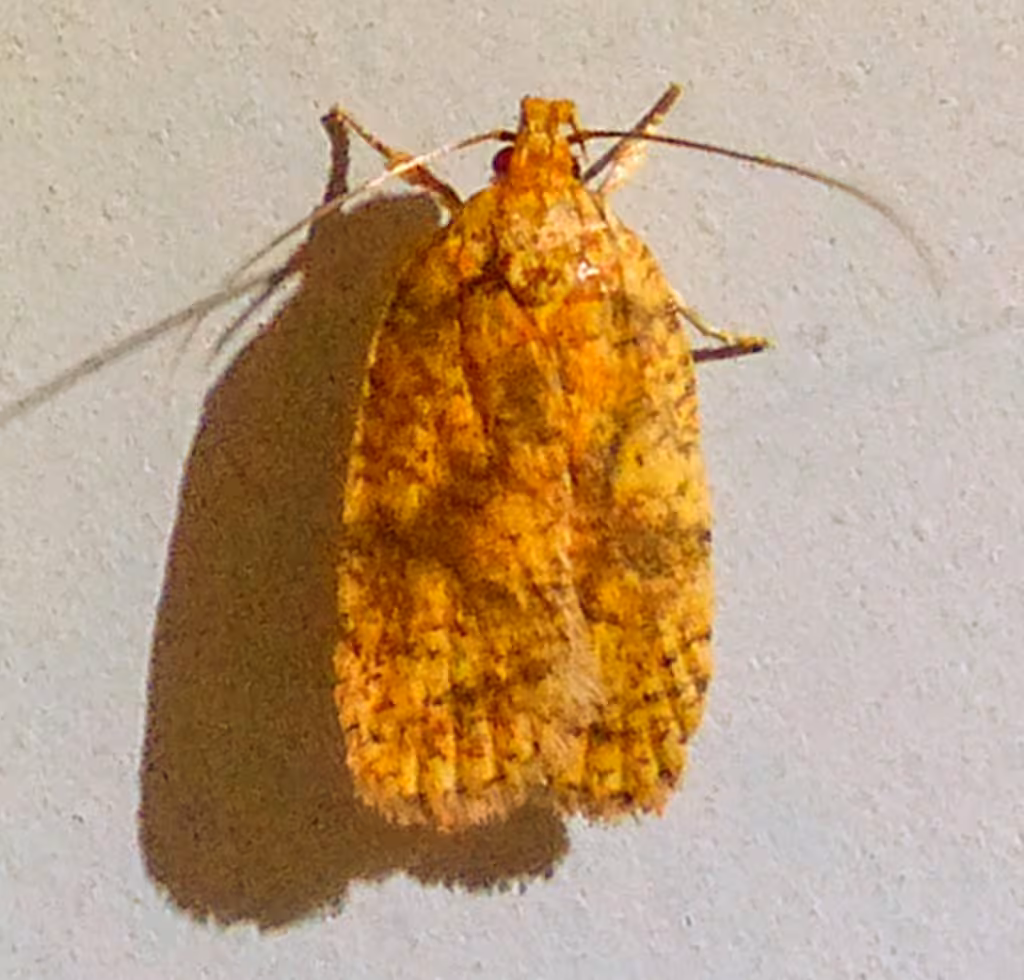Four-dotted Agonopterix Moth, Adult