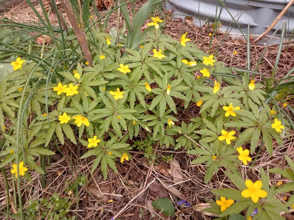 Anemone jaune, En fruits