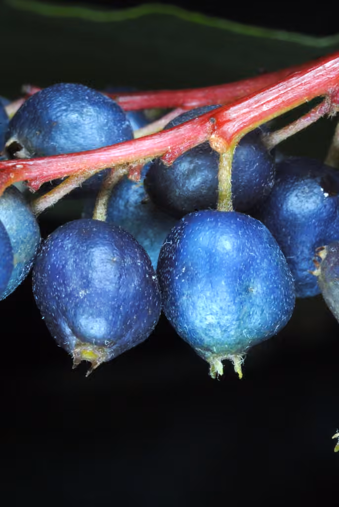 Cornouiller odorant, En fruits