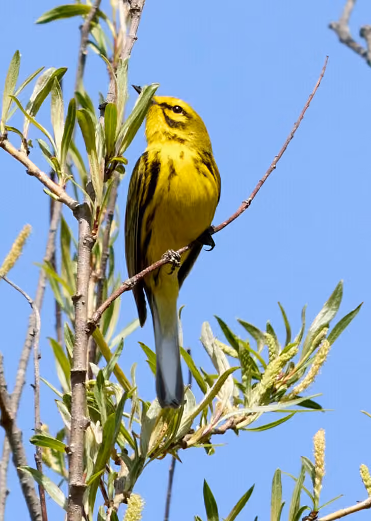 Paruline des prés, Mâle