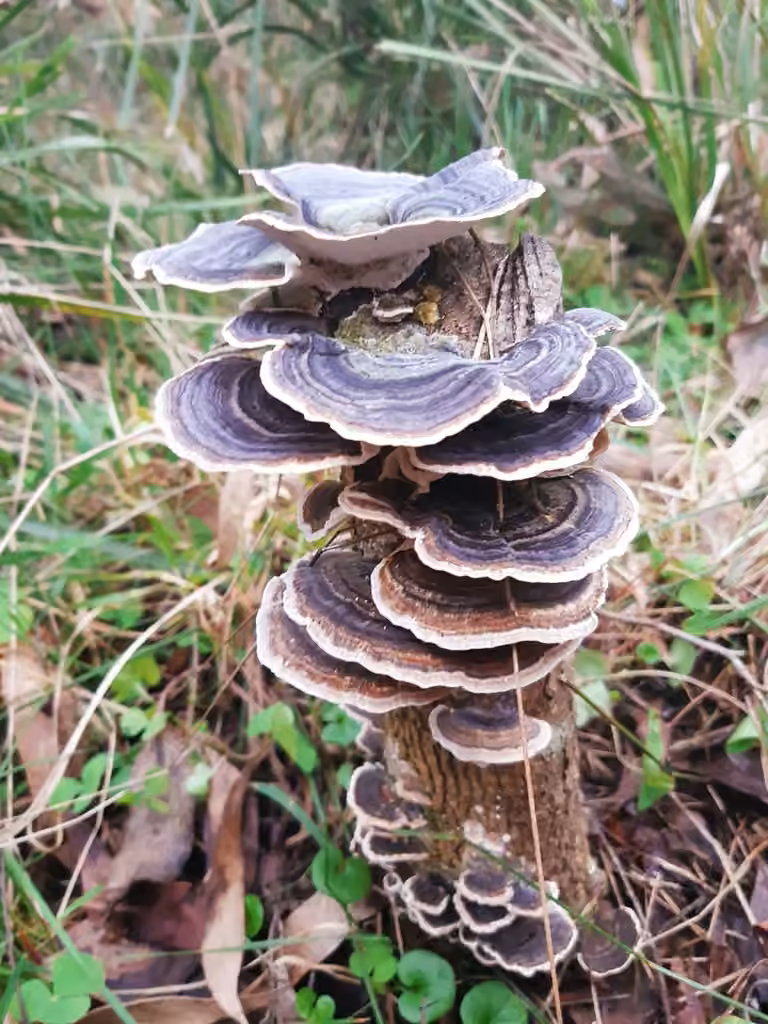 Tramète versicolore, photo 2 sur 5