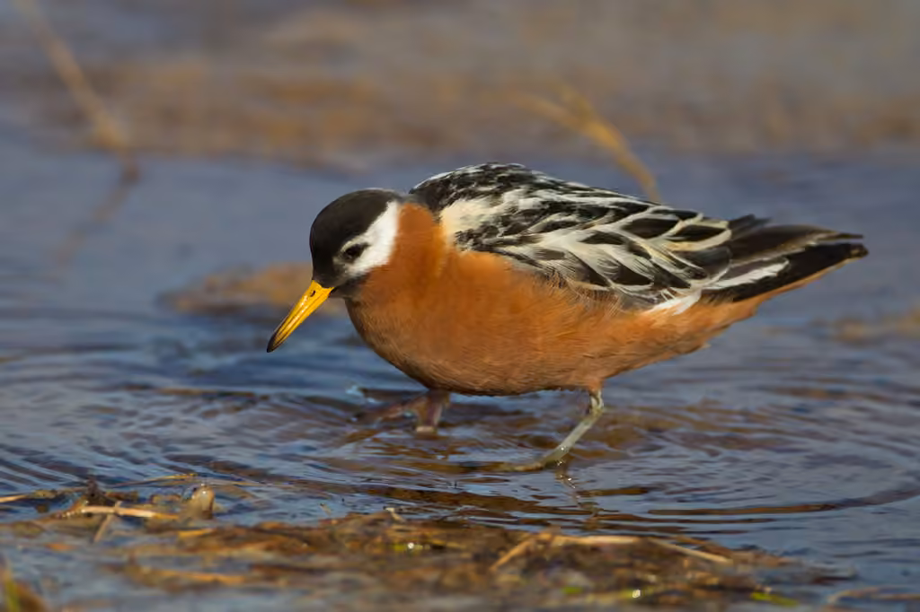 Phalarope à bec large, Femelle