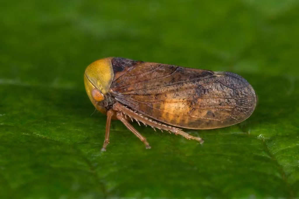 lime leafhopper, photo 1 sur 5