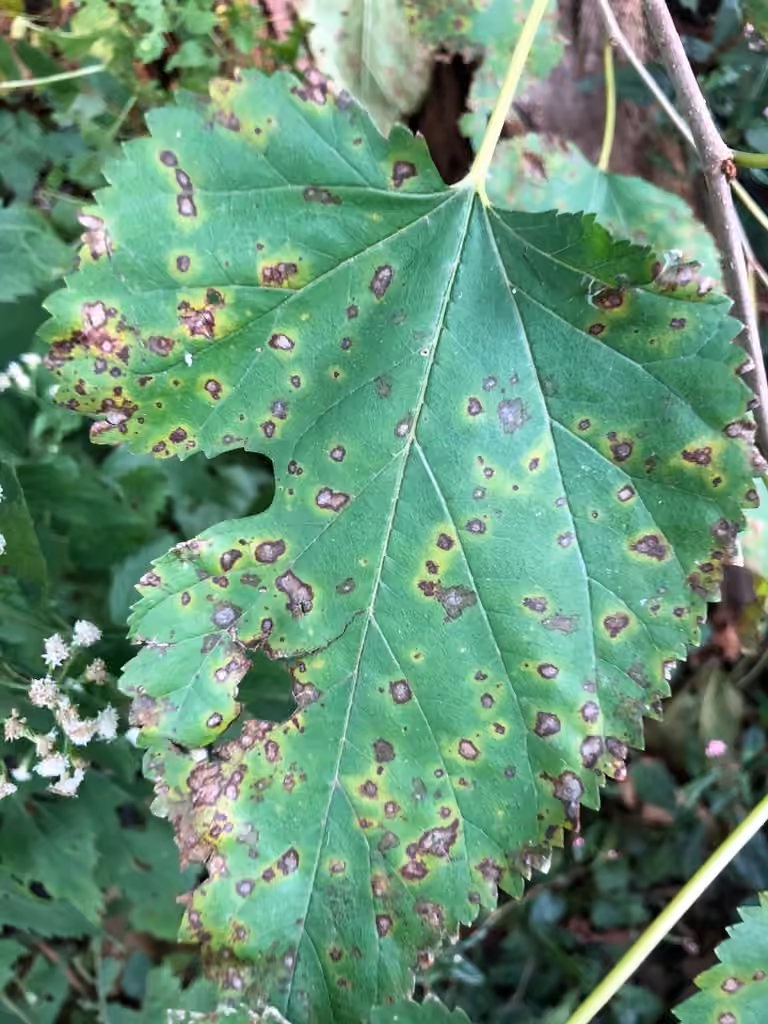 Mulberry Leaf Spot