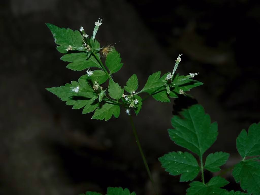 Longstyle sweetroot, In flower