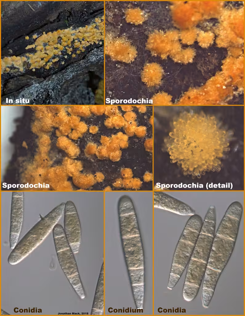 Bactridium flavum, photo 2 sur 5