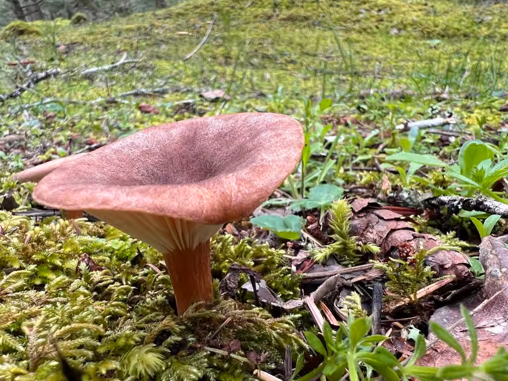 Clitocybe squamuleux, photo 3 sur 5