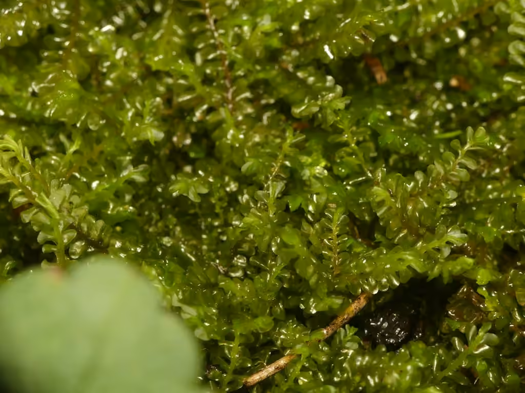 Sharp-pointed Earwort, photo 2 of 5
