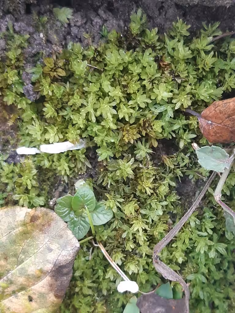 Candle snuffer moss, photo 2 of 5