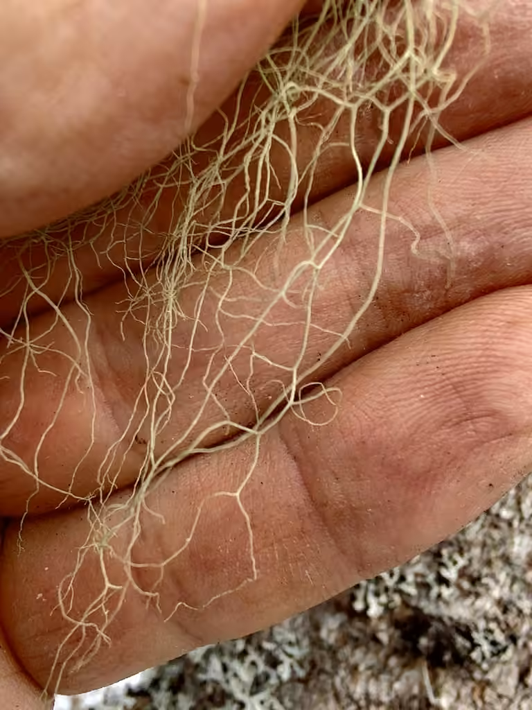 Witch's Hair, photo 2 of 5