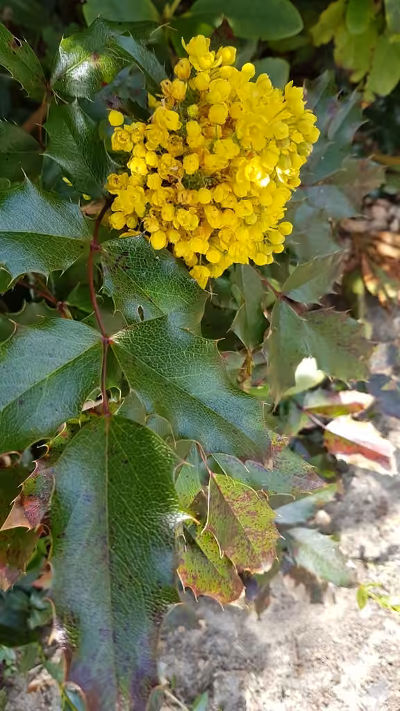 Hollyleaved barberry, In flower