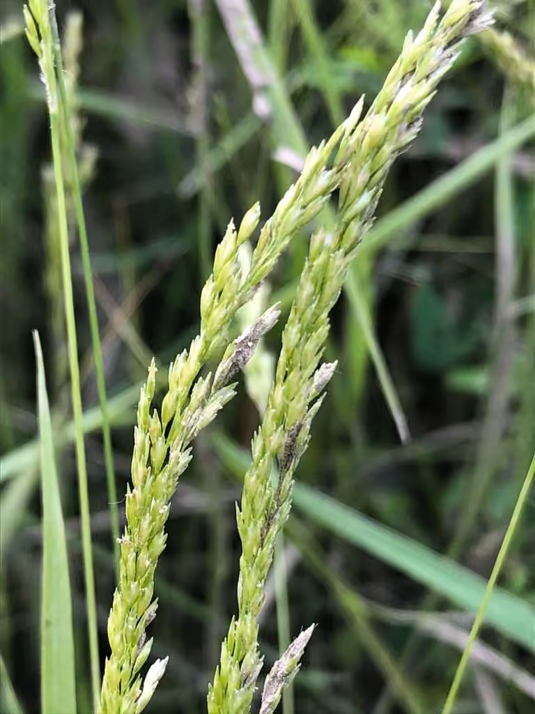 Intermediate Eaton's grass, In flower