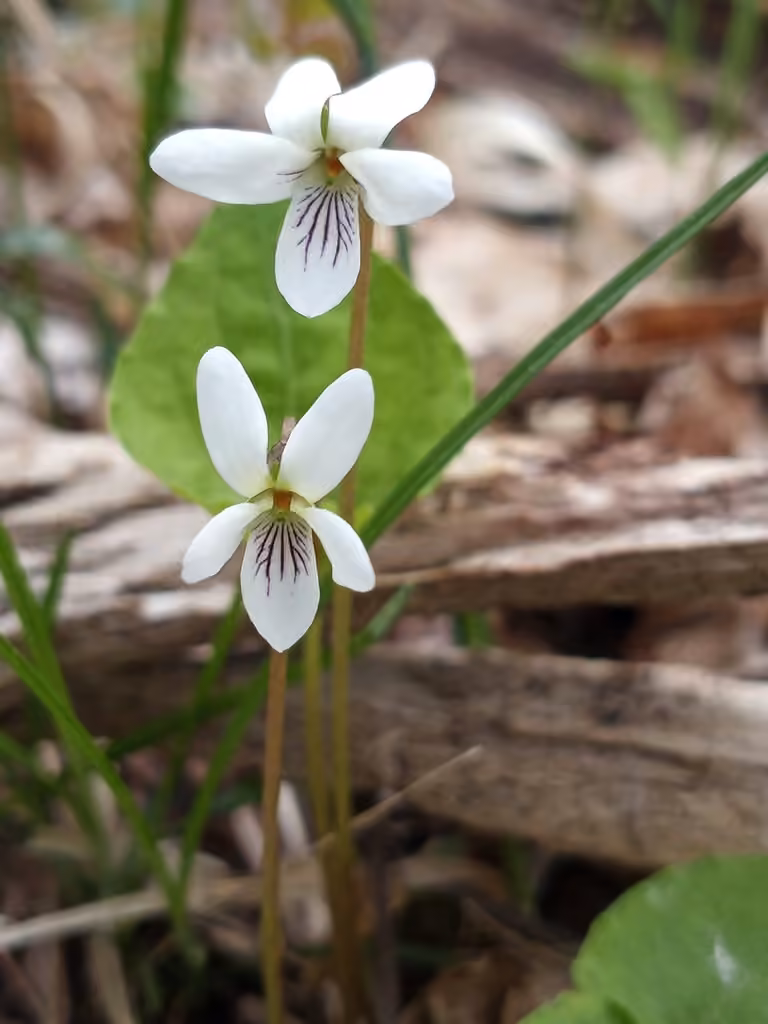 Sweet white violet, In flower