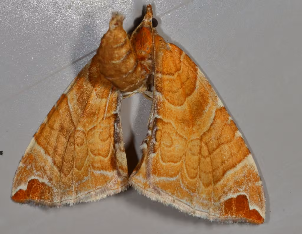 Dimorphic Eulithis Moth, Adult