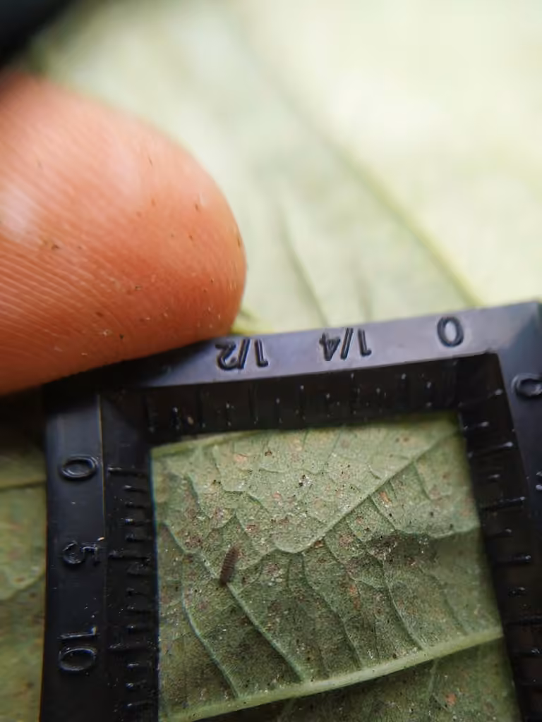 Coccinelle des tétranyques, Larve