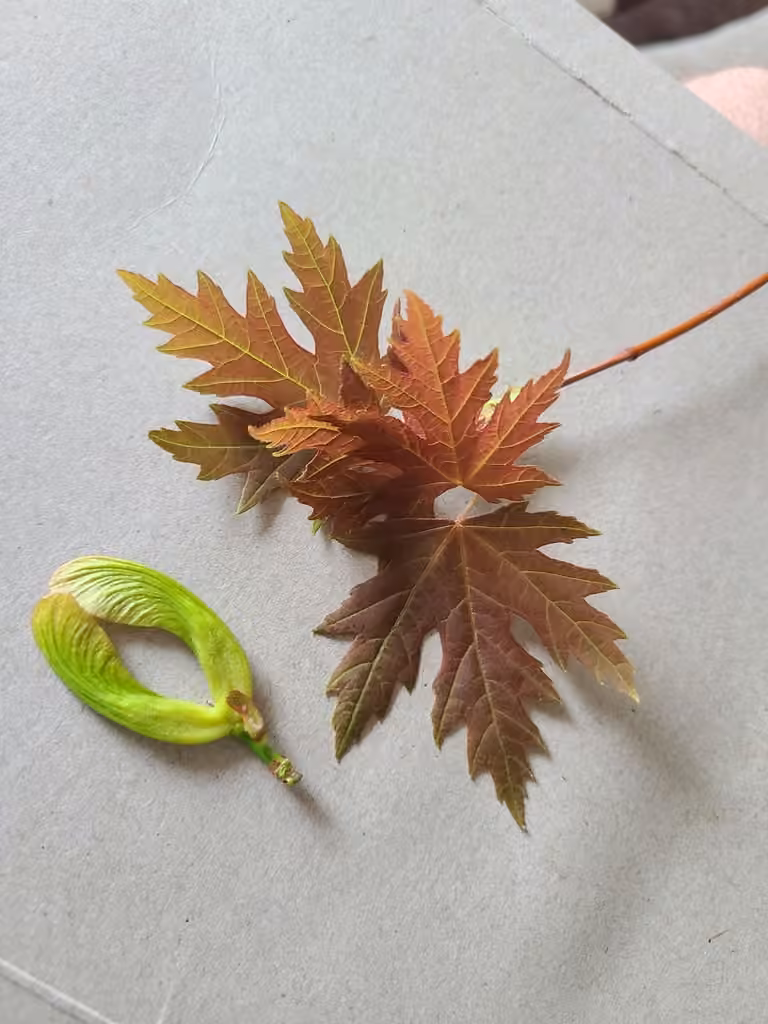 Silver maple, In fruit