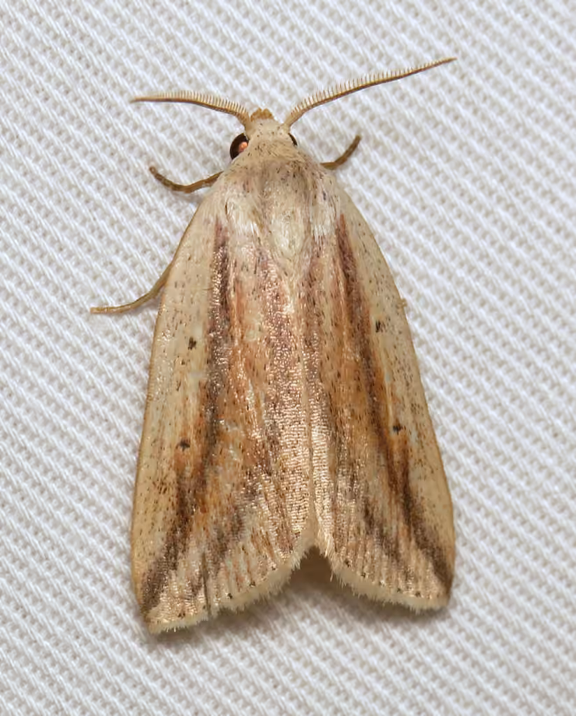 Feeble Grass Moth, photo 1 sur 5