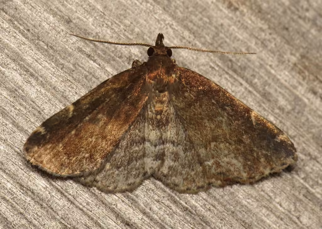 Forbes' Idia Moth, Adult