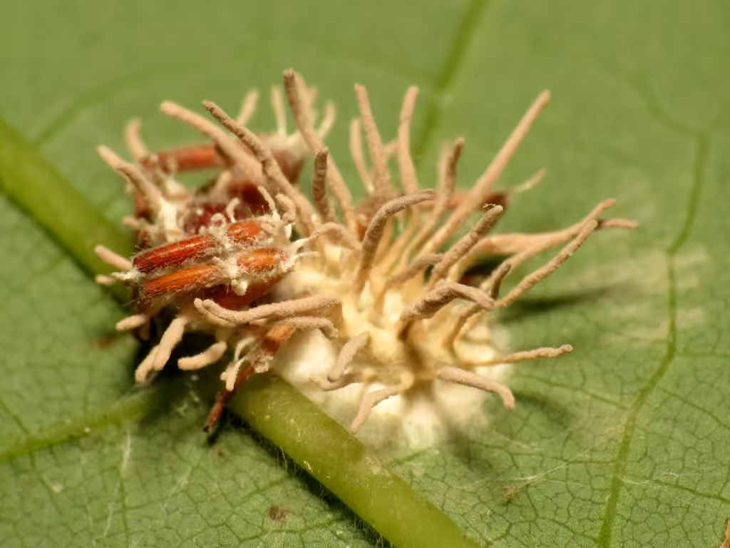 Gibellula arachnophila