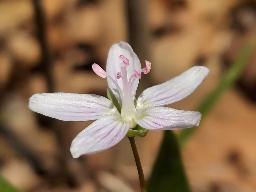 Claytonie de Virginie, En fleurs