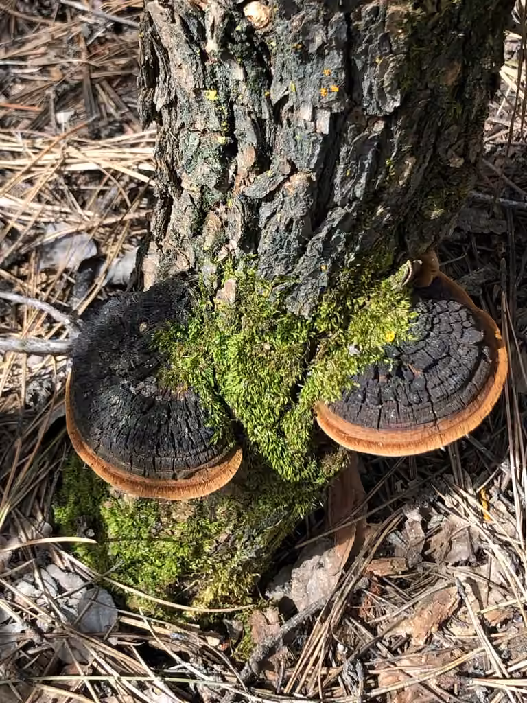 Cracked Cap Polypore, photo 1 sur 5