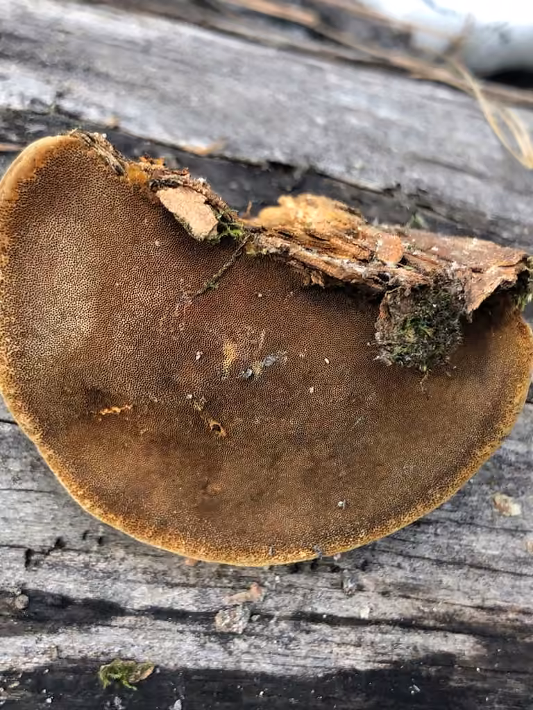 Cracked Cap Polypore, photo 3 sur 5
