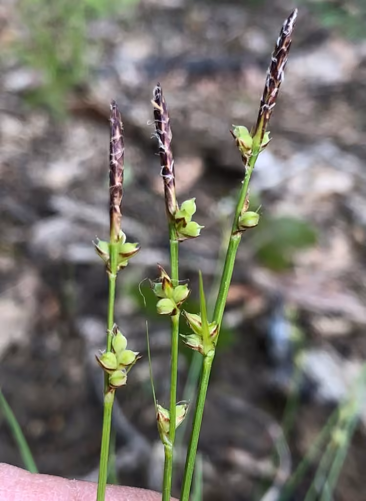 Carex commun, En fruits